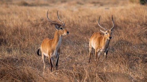 Letschwe or lychee moor antelope (Kobus leche), two animals in dry grass in the evening light,
