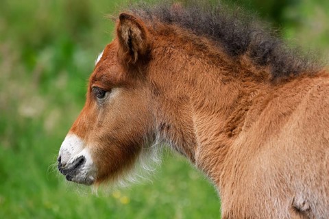 Young Icelandic stallion (Equus islandicus), foal in a meadow, colt, animal child, portrait,