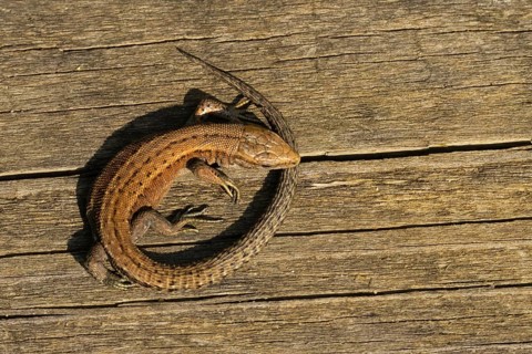 Common lizard (Zootoca vivipara) adult reptile resting on a wooden sleeper, England, United Kingdom