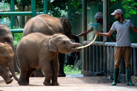 Orphaned Baby elephant being fed with milk by a caretaker, Pinnawala Elephant Orphanage,