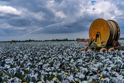 Agriculture, artificial irrigation of a field, irrigation system, cabbage cultivation, red cabbage,