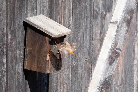 A redstart (Phoenicurus phoenicurus) female landing on a birdhouse, animal photo, bird, bird