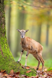 European mouflon (Ovis aries musimon) sheep (female) standing in a forest in autumn, Bavaria,