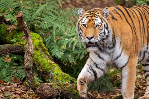 Siberian tiger or Amur tiger (Panthera tigris altaica) walking on the ground in autumn, captive,