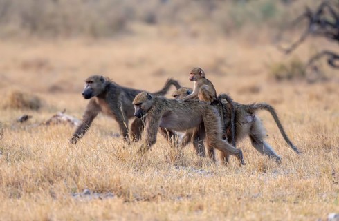 Bear baboons (Papio ursinus) young on the back of the mother, foraging, Third Bridge, Okavango