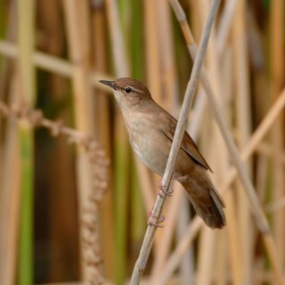 Reed warbler (Locustella luscinioides) in its typical habitat in the reeds, rare, mostly