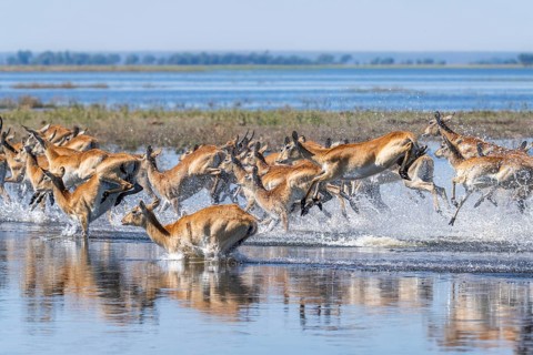 Red Lechwe group, Kobus leche, running for crossing the Chobe river. Wild antelopes in natural