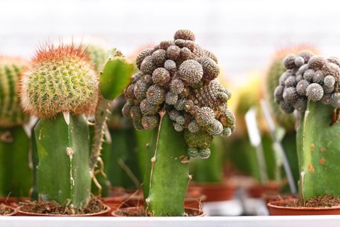 Small grafted cacti. Two different species of cacti combined together to form a single plant