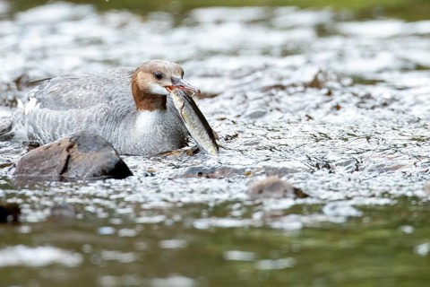 Common merganser (mergus merganser), Female catching a fish, La Mauricie national park. Province of