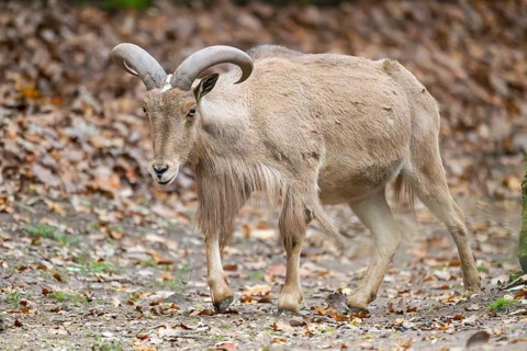 Barbary sheep (Ammotragus lervia) ram walking on the ground, Bavaria, Germany