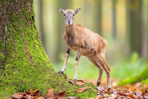 European mouflon (Ovis aries musimon) sheep (female) standing in a forest in autumn, Bavaria,