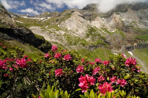 Azalea in bloom at the Cirque de Troumouse basin in the Pyrenees National Park near Gavarnie-Gèdre,