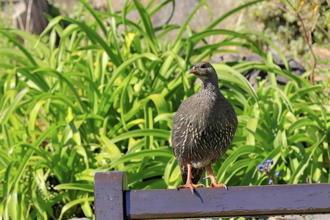 Cape Francolin (Pternistis capensis), adult, on park bench, Kirstenbosch Botanical Gardens, Cape