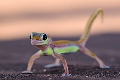 Palmato gecko (Pachydactylus rangei), Namib Desert, Namibia