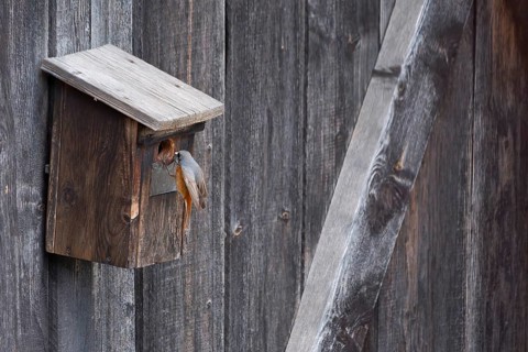 A male common redstart (Phoenicurus phoenicurus) landing on a birdhouse, animal photo, bird, bird