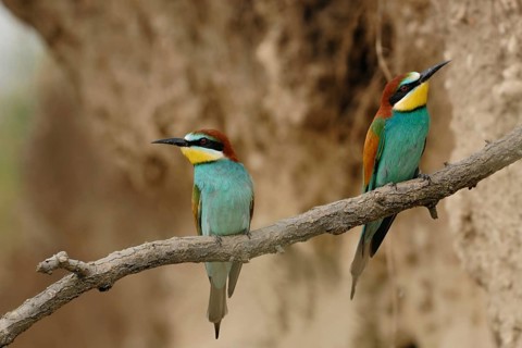Profiteers of climate change... Bee-eater (Merops apiaster), pair, couple in a sand pit shortly