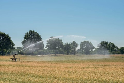 Irrigation... Midsummer, hot summer, summer heat, heat wave, sprinkler wagon waters a grain field