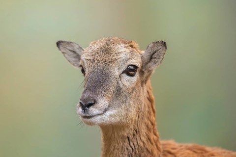 European mouflon (Ovis aries musimon) sheep (female) in autumn, portrait, Bavaria, Germany