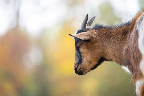 Domestic goat (Capra hircus) in autumn, portrait, Bavaria, Germany