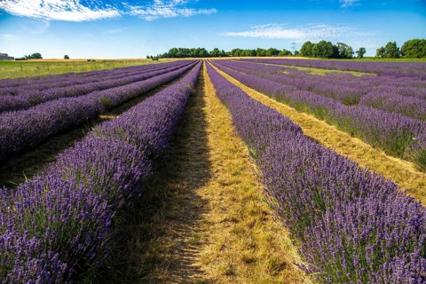 Lavender field near Grünstadt (Pfalz) ***The Gaul winery cultivates lavender and markets the