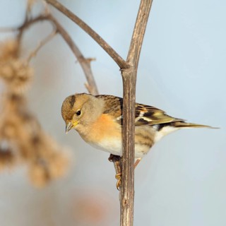 Winter visitor... Mountain finch (Fringilla montifringilla) in colourful plumage, summer plumage,