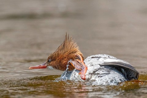 Common merganser (mergus merganser), Female scratching her neck, La Mauricie national park.