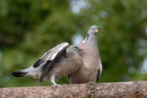 Wood pigeon (Columba palumbus) two birds with a juvenile squab bird begging for food on an urban