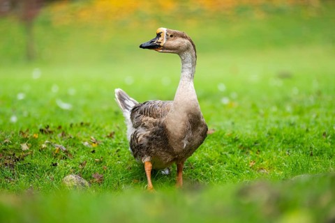 Domestic goose / swan goose (Anser cygnoides) standing on a meadow, Bavaria, Germany