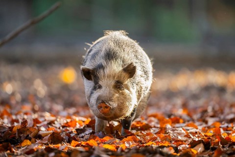 Vietnamese Pot-bellied pig in autumn, Bavaria, Germany