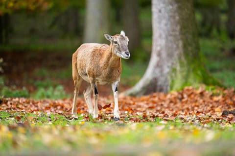 European mouflon (Ovis aries musimon) sheep (female) walking in a forest in autumn, Bavaria,