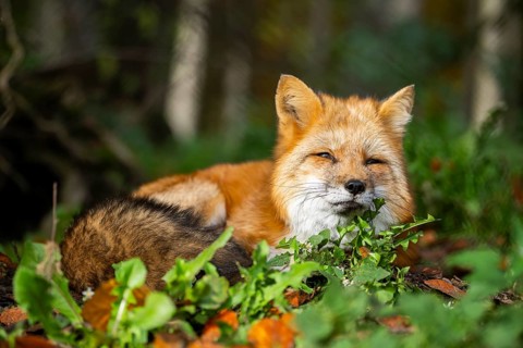 Red fox (Vulpes vulpes) lying in a forest in autumn, Bavaria, Germany