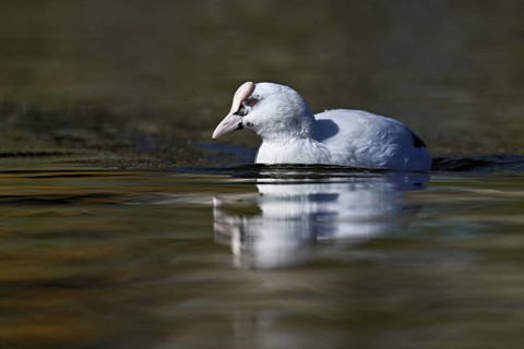 Eurasian Coot (Fulica atra), leucistic, partly albino, swimming, Lake Zug, Switzerland