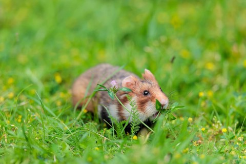 A European hamster (Cricetus cricetus) collects herbs, grass and daisies in a fresh green meadow
