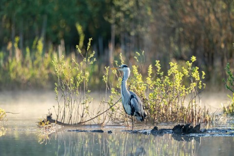 Grey heron (Ardea cinerea), Vulkaneifel, Rhineland-Palatinate, Germany