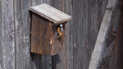 A redstart (Phoenicurus phoenicurus) male in the entrance of a birdhouse and has insects in his