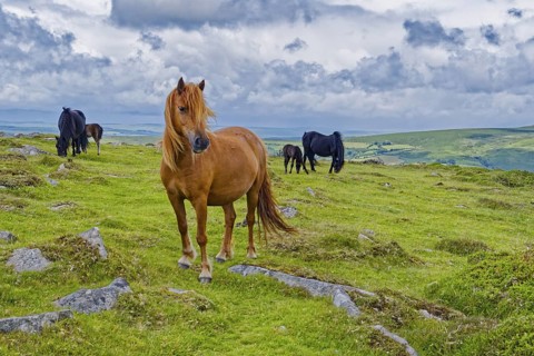 Horses in the grassland around the Top Tor rock hill in Dartmoor National Park in the British