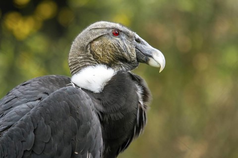Andean condor (Vultur gryphus), Condor female perched on a rock, Close-up, Cotopaxi national park,