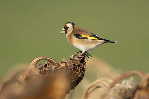 European goldfinch (Carduelis carduelis) adult bird feeding on a sunflower seed head, England,