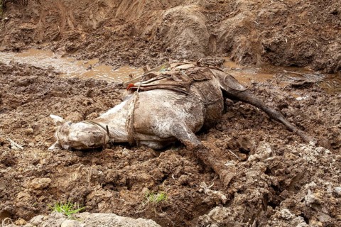 Draft horse, Horse fell and injured while carrying planks down a mountain, Imbabura province,