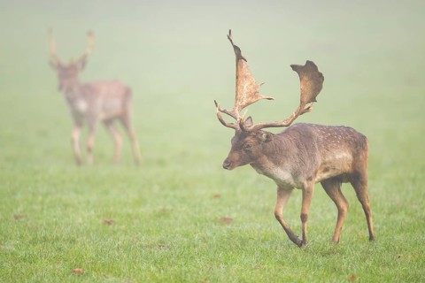 European fallow deer (dama dama) buck on a meadow on a foggy day in autumn, Bavaria, Germany