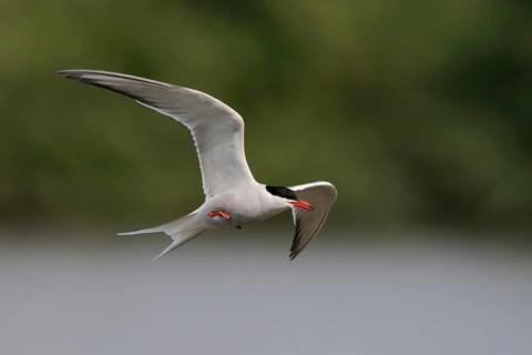 Elegant... Tern (Sterna hirundo) in fast flight over an inland water surrounded by forest,