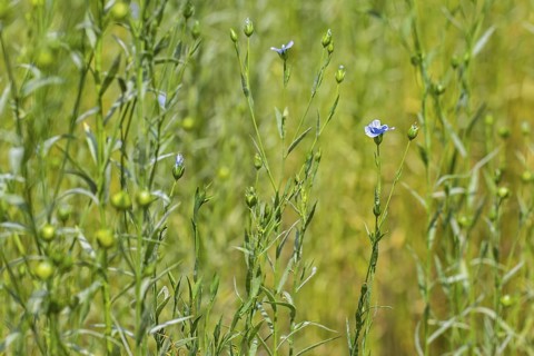 Common flax, linseed (Linum usitatissimum, Linum crepitans), cultivated as a food and fiber crop,