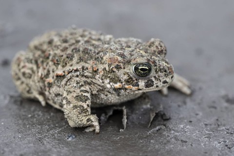 Natterjack toad (Epidalea calamita), Emsland, Lower Saxony, Germany