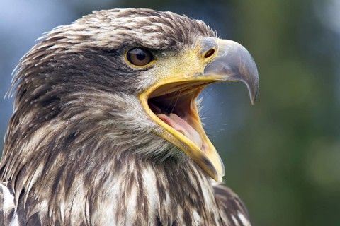 Black chested buzzard, Geranoaetus melanoleucus, Immature female perched on a tree, Open beak,