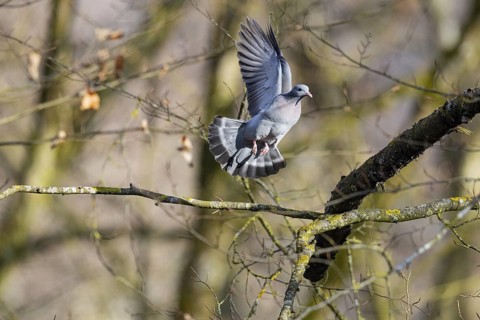 Stock Dove (Columba oenas) Pairs Germany