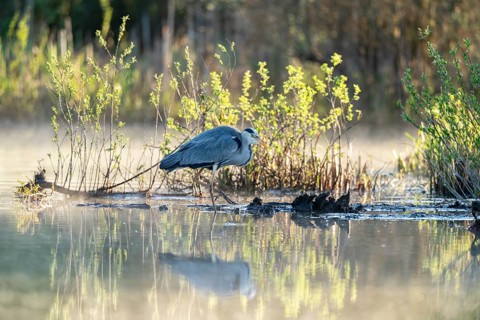 Grey heron (Ardea cinerea), Vulkaneifel, Rhineland-Palatinate, Germany