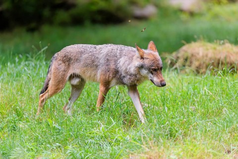 A gray wolf (Canis lupus lupus) crosses a a green meadow in a clearing on a cloudy day