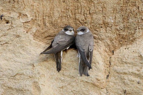 Couple... Sand martin (Riparia riparia), smallest native swallow, breeds in caves, tubes, which are