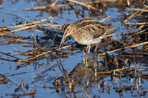 Common snipe (Gallinago gallinago) adult bird feeding on a worm on the edge of a reedbed, Norfolk,