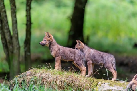 Two gray wolf pups (Canis lupus lupus) stand on a rock on a small hill at the edge of the forest